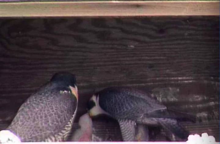 The NY New Bridge Authority is asking the public to help name the new baby falcon chick born earlier this month.
