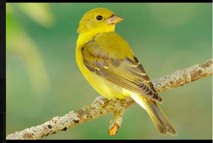 Scarlet Tanager female. The Brookfield Library will host a program called &quot;Attracting Summer Birds&quot; with Margaret Robbins of Wild Birds Unlimited in Brookfield, on May 24 at 7 p.m.