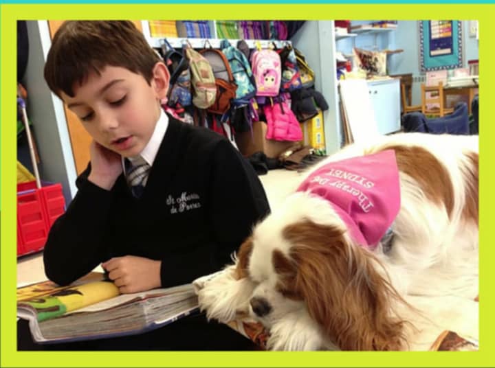 Syndey, a Cavalier King Charles Spaniel therapy dog from Hyde Park, has won the third annual Books &amp; Barks Contest by Pets Best Insurance Services.