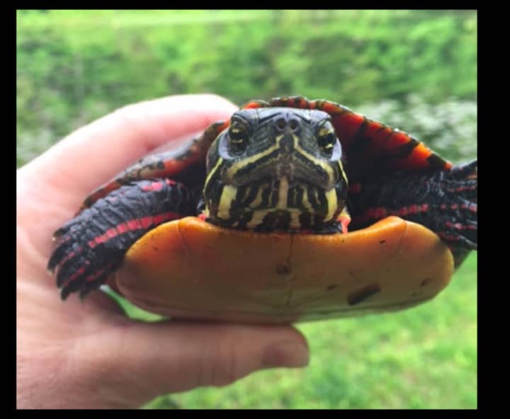 Here&#x27;s a painted turtle found just after it rained by Redding&#x27;s zoning officer, Aimee Pardee.