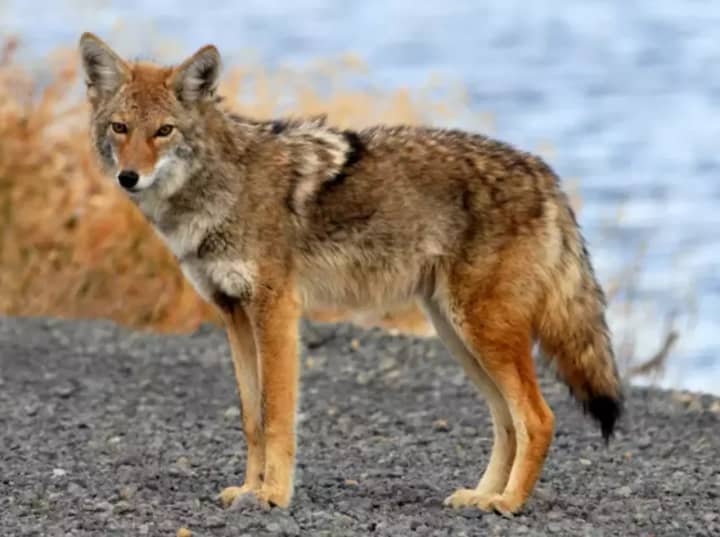 A coyote was spotted in Pleasantville.