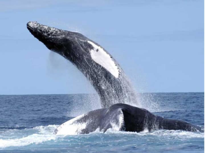 Two humpback whales like these were reportedly seen in Echo Bay Thursday, according to lohud.com.