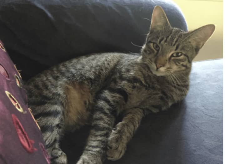 Jagger, a tabby cat, went missing in the North New Rochelle/Scarsdale area on Dorchester Road.