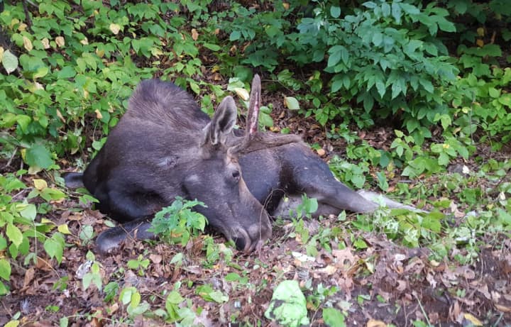 A photo of the moose struck by a vehicle in the Town of Cortlandt on Saturday morning.