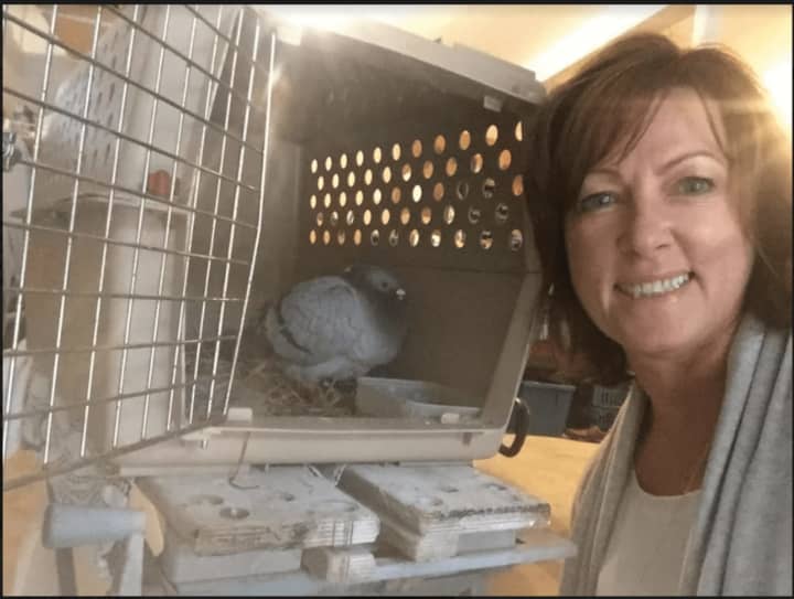 When Fairfield resident Denise Darnell was feeding her eight chickens on Tuesday afternoon, a pigeon suddenly flew into the pen. It was training for the World Trade Center Memorial Race.