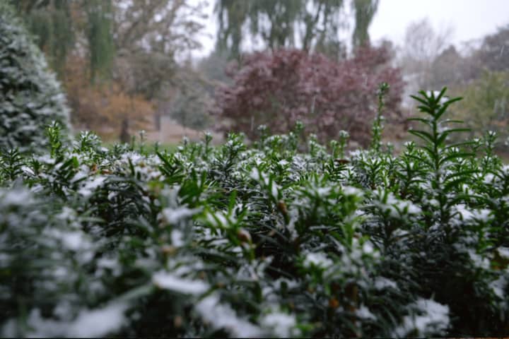 The first snow of the season begins to blanket Danbury on Thursday morning.