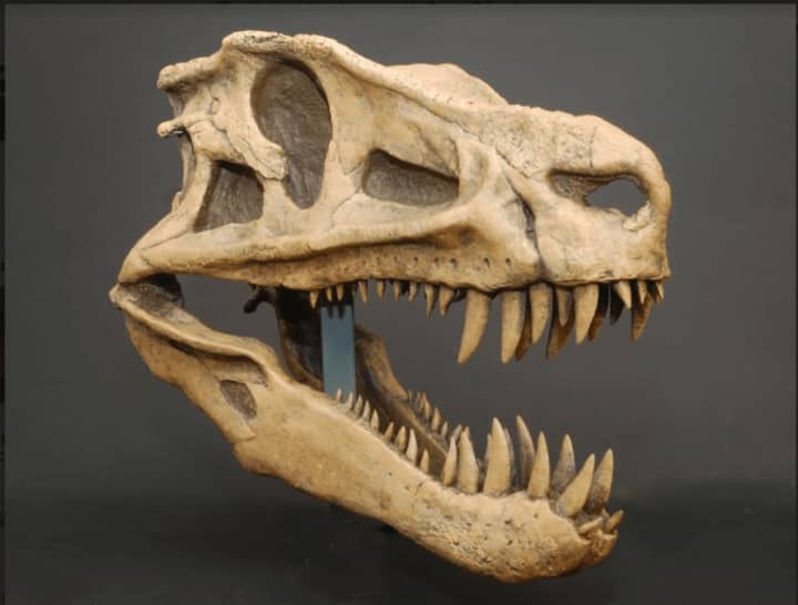 From the Bruce Museum collection: a cast skull of Postosuchus, one of the largest carnivorous reptiles during the late Triassic Period, 200 million years ago. Postosuchus grew to about 13 feet long.
