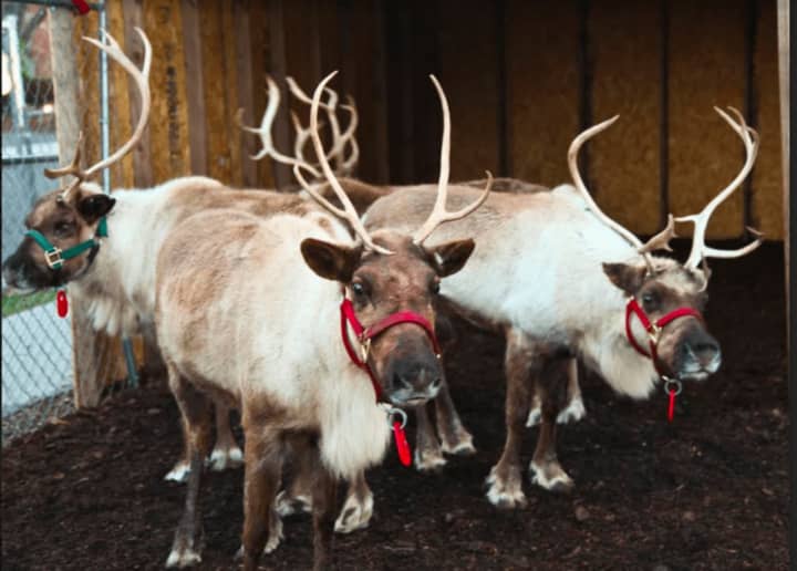 Santa and his live reindeer will be back in town for the eighth annual Greenwich Reindeer Festival &amp; Santa’s Village, Nov. 25-Dec. 24, at its new home, Sam Bridge Nursery &amp; Greenhouses.