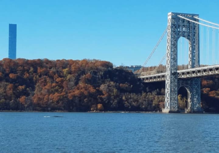 A whale was spotted in the Hudson River on Friday.