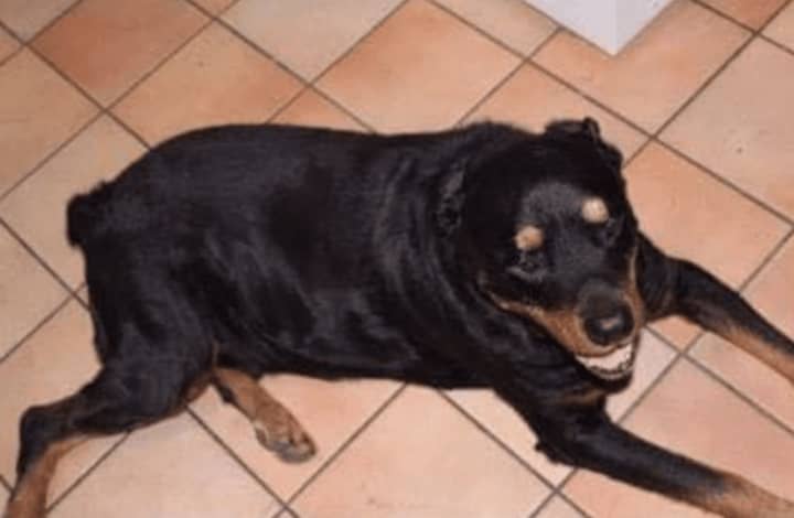 There is a reward for information about this lost Rottweiler from Yonkers, according to a flyer on the Yonkers Animal Shelter Facebook page.