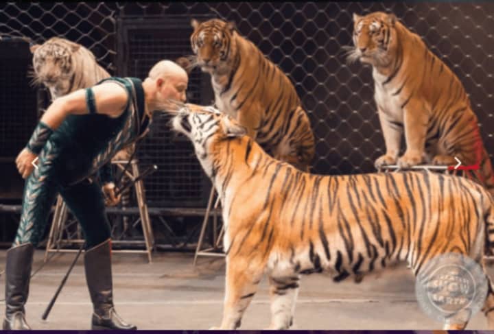 Tigers in the Ringling Brothers circus