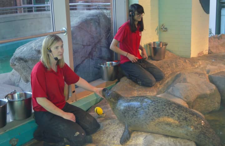 Ellen Riker and Azzara Oston,  trainers at the Maritime Aquarium at Norwalk, work with the harbor seals. About 40 people watched Orange the seal “choose” the winning Super Bowl team on Wednesday afternoon.