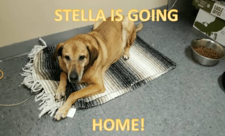 New York State Police helped Stella find her family amidst the snow storm.