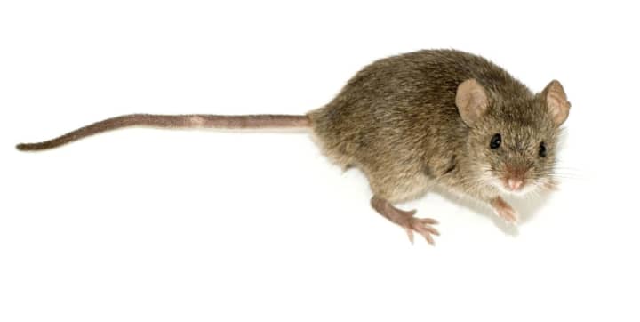Researchers predict that an explosion of mice last year will lead to a large number of Lyme diseases cases this summer.