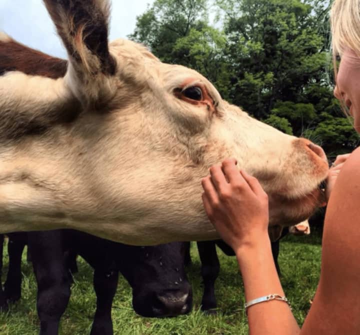 A member of the grass-fed herd at Slope Farms in New York gets a little extra attention.