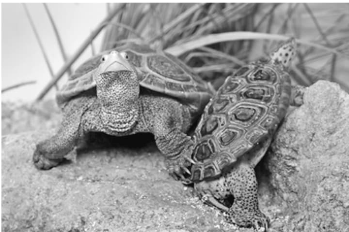 Encounters with diamondback terrapins are among the fun activities planned for kids participating in the “Spring Vacation Adventures” at The Maritime Aquarium at Norwalk during the spring-break week April 10-14.