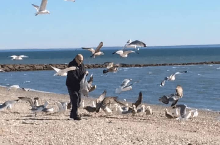 A man makes a flock of instant friends while feeding birds on Stratford&#x27;s Long Beach along the Long Island Sound earlier this month.