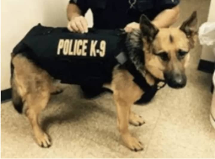 Brewster K-9 Falco was diagnosed with lymphoma in October and was expected to live only a few weeks. Falco has been receiving treatment thanks to the generosity of donors. A fundraiser is set for April.