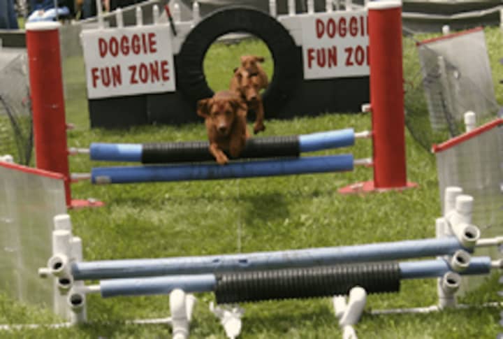 The Doggie Fun Zone obstacle course was a hit at the inaugural Westport Dog Festival last year.