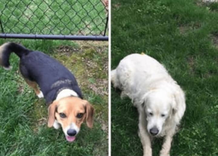 These two dogs were reported missing in Greenburgh by the Lost Pets of Westchester County.