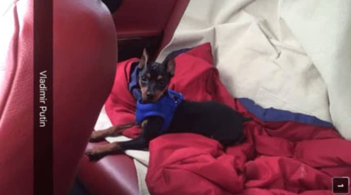 Vlad has been missing in New Rochelle for nearly two weeks.