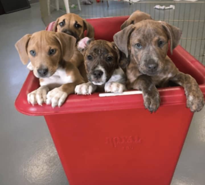 Ridgefield Operation for Animal Rescue is working to ensure shelter dogs and cats in Fairfield County have a place to call home.