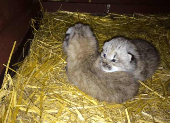 Two Canada Lynx babies were born at Connecticut&#x27;s Beardsley Zoo. The two kittens appear to be healthy, and their eyes are open. So far, they are spending all their time with mom but will go on exhibit later this summer.
