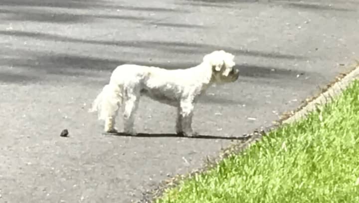 A family in South Salem reported a dog that was located near Captain Lawrence Drive.