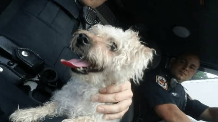 This dog was found in traffic by police on Yonkers Avenue. It is now at the Yonkers Animal Shelter hoping to make its way home.