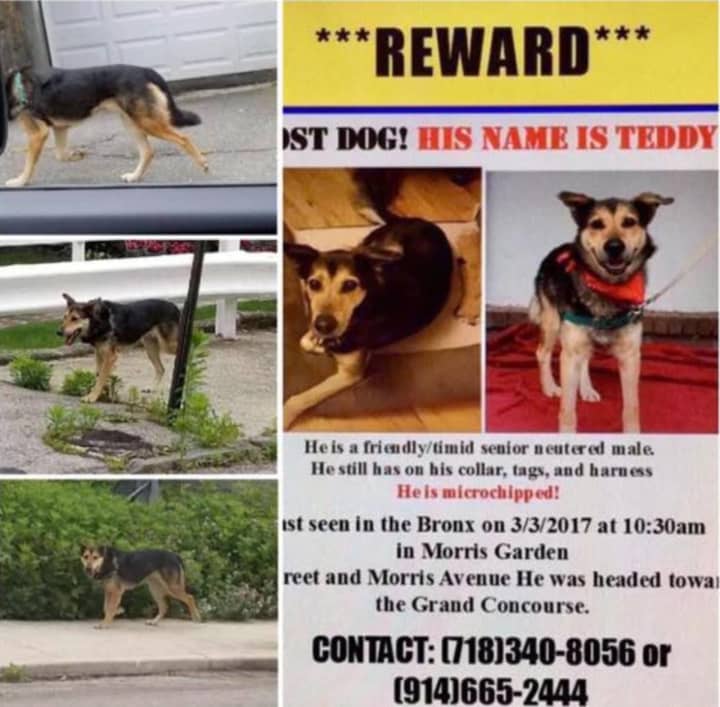 After three months, Teddy was spotted in Yonkers on Sunday.