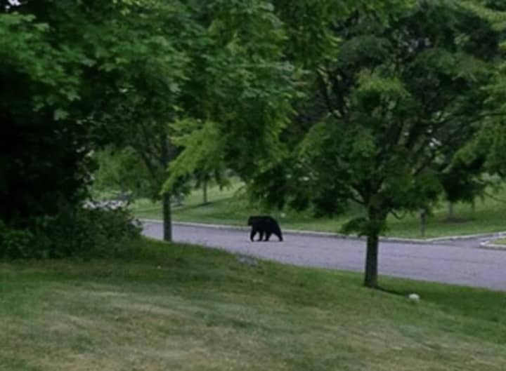 This black bear was spotted on Tuesday morning in Montebello.