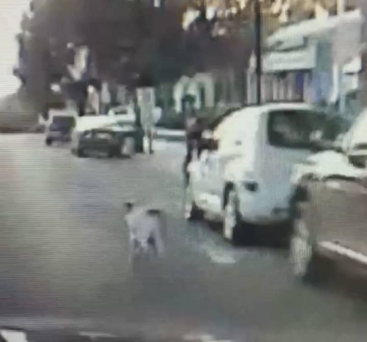 The Bogota Police follow a lost dog around town.