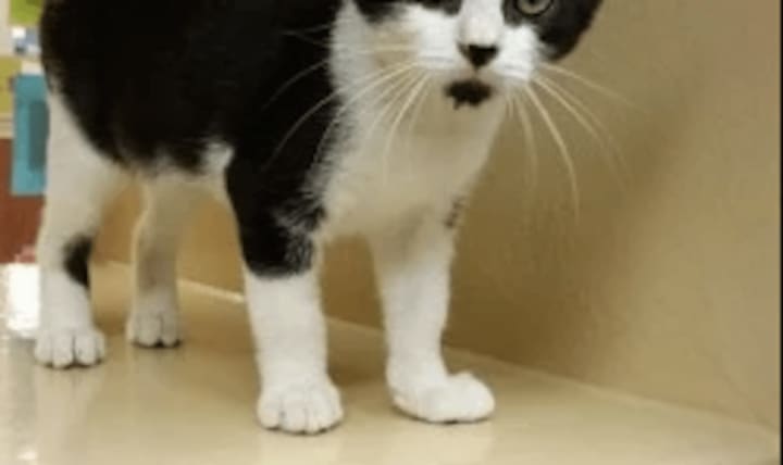 The rabid kitten was black and white, similar to this kitten.