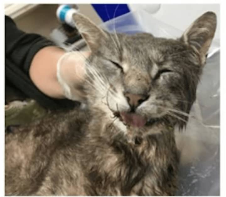 A rabid cat was found in Mahopac on Friday.