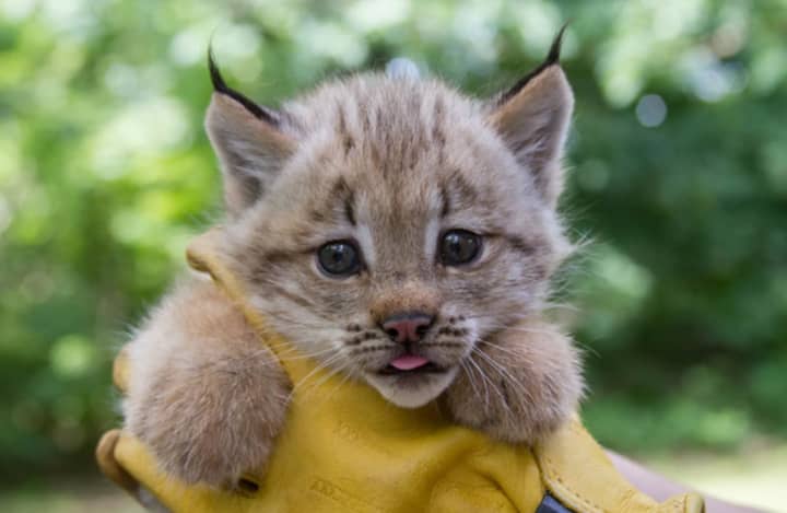 The Beardsley Zoo will reveal the gender of its Canada lynx kittens on Thursday.