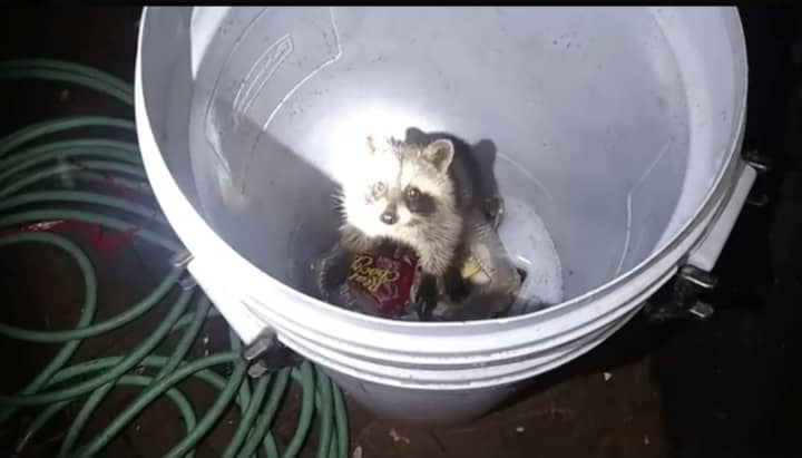 A Ramapo Police officer saved a raccoon that was trapped in a garbage can.