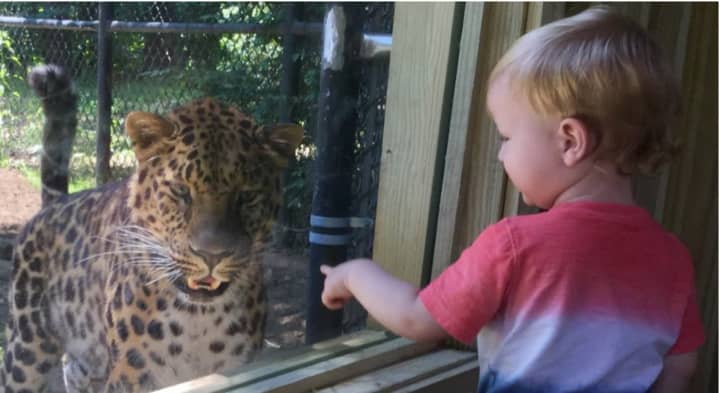 A young visitor gets an up-close look at an Amur Leopard at the large viewing window at the new exhibit at the Beardsley Zoo. The zoo has a female, Freya, and a male, Sochi.