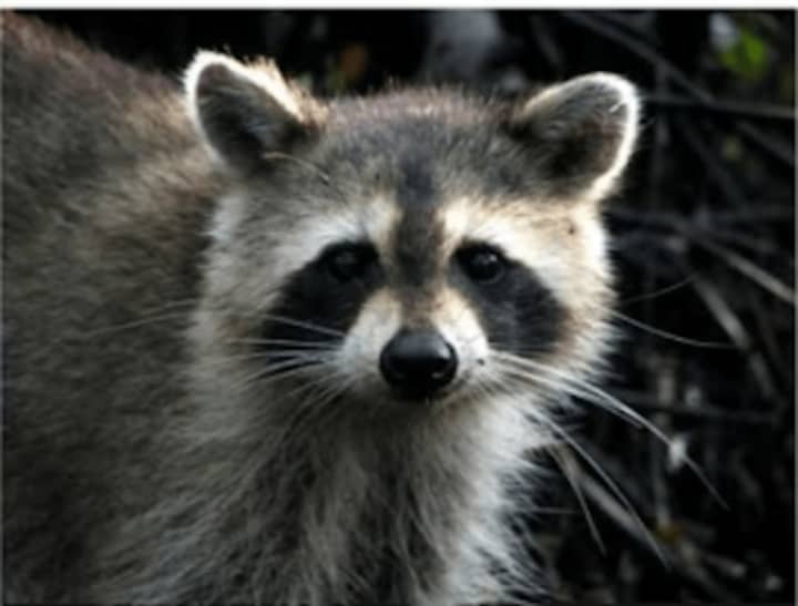A rabid raccoon was found at the Putnam Plaza in Carmel on Monday.