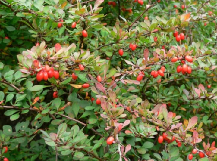 Japanese barberry, an invasive plant in Connecticut, is a shrub found in home gardens and commercial landscapes. It is a hotbed for ticks.