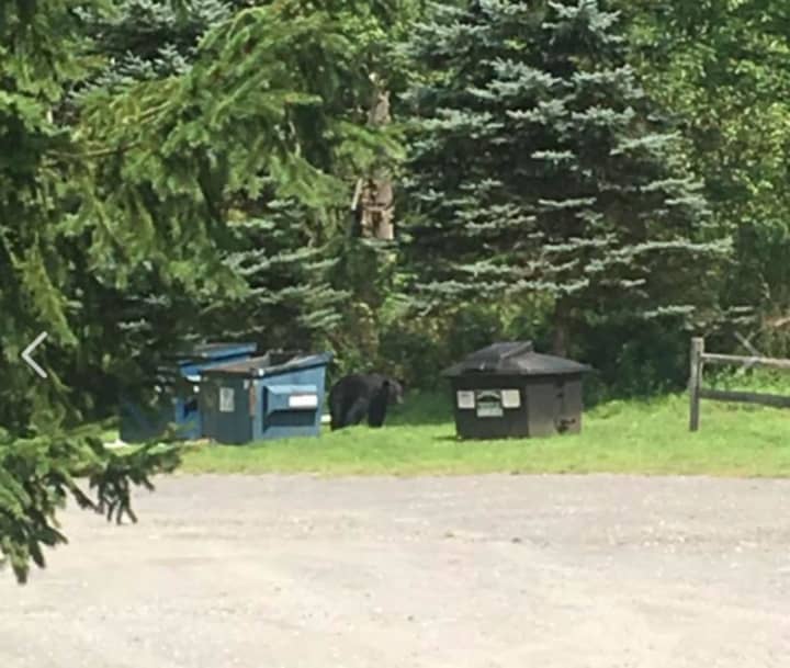 A black bear checks out the dumpster at the Amenia Restaurant on Route 44 looking for dinner.