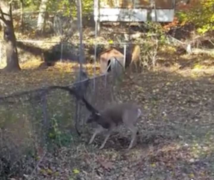 Two Clarkstown&#x27;s police officers were able to save a buck whose antlers were stuck in a soccer net draped on a fence.
