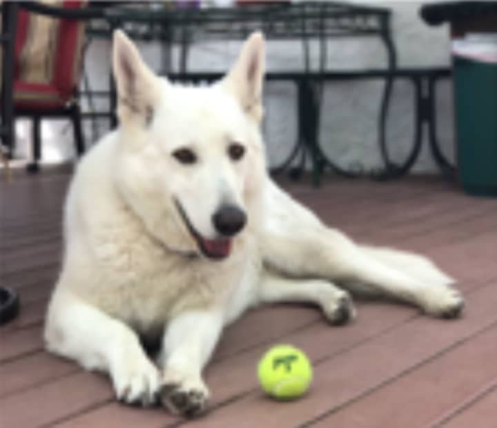 Cher, a white German Shepherd, has been reported missing in New Rochelle.