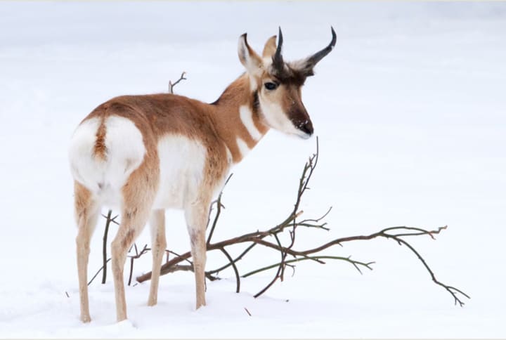 A Pronghorn in the snow at the Beardsley Zoo in Bridgeport.