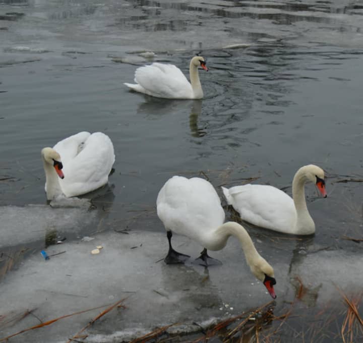 A group of six swans made a cove off Black Rock Harbor their temporary digs in Bridgeport Wednesday morning.