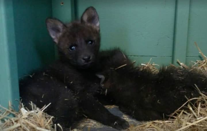 Wolf pups born Dec. 27 at Beardsley Zoo in Bridgeport.