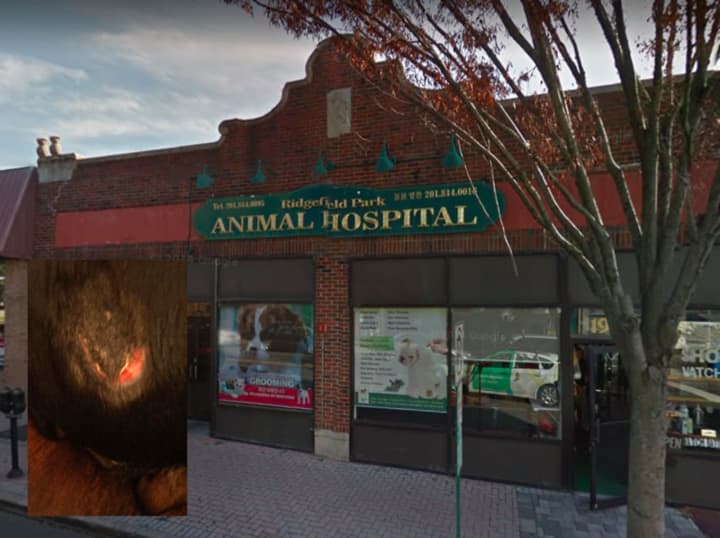 Another dog is being treated for burns suffered during surgery at the Ridgefield Park Animal Hospital.