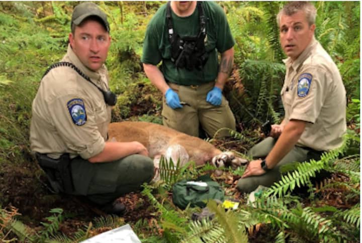 Washington Department of Fish &amp; Wildlife agents tracked and killed the cougar shortly after the attack on Saturday, May 19.