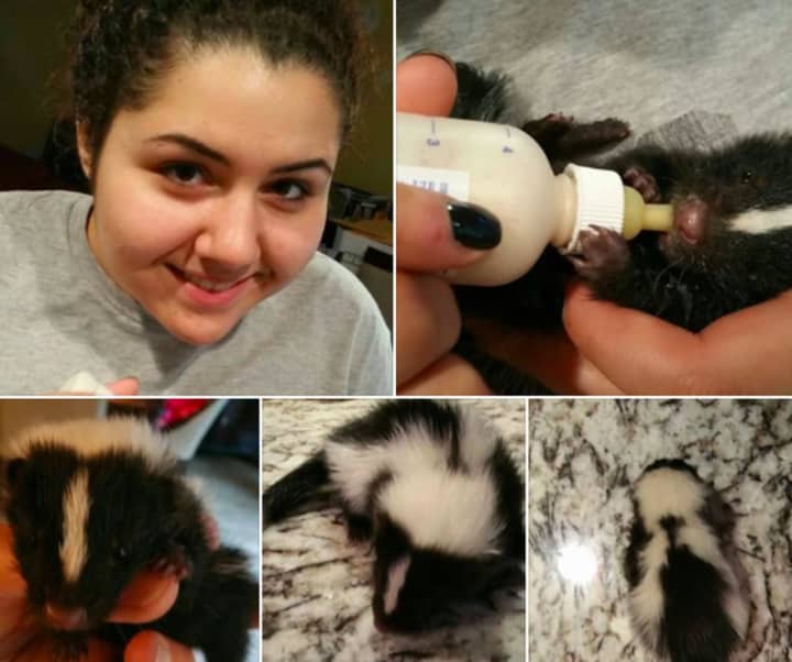 The Russotti family of Englewood Cliffs gave a baby skunk some TLC.