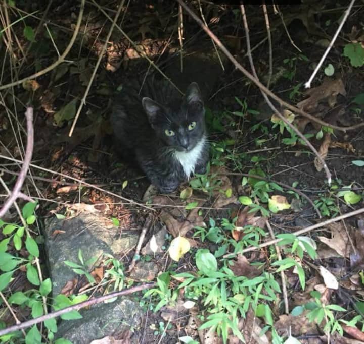 This is the captured kitten in Pound Ridge