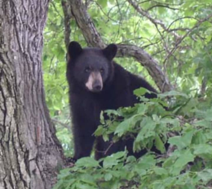 A bear was seen sitting in a tree in Yorktown on Friday.